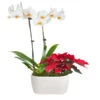 Classic Christmas Garden 1 Classic Christmas Garden -Fast Growing Trees 10IN Dot White Orchid with Yellow Lip and Red Poinsettia with Moss Topping 600x600 9b6a7df1 8d81 42a9 988c a05f1356a87e