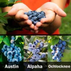 3-in-1 Blueberry Bush (Southern Highbush) 11 3-in-1 Blueberry Bush (Southern Highbush) -Fast Growing Trees 3 up Southern 2 Austin