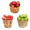 3-in-1 Apple Tree -Fast Growing Trees 3 in 1 Apple 600x600 9edf9e9a ce86 4b58 beb9 2946adf65064