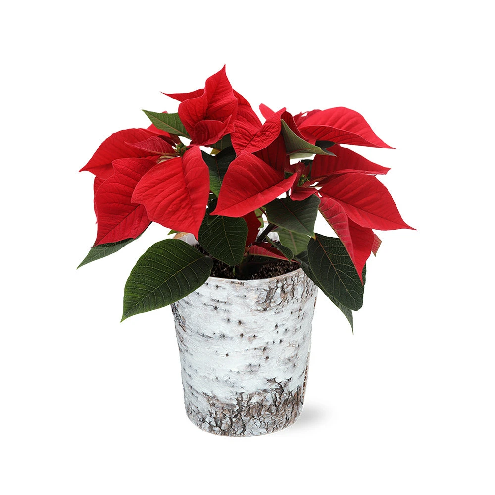 Red Poinsettia In Birch Pot 4 Red Poinsettia In Birch Pot - Image 2