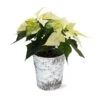 White Poinsettia In Birch Pot 2 White Poinsettia In Birch Pot -Fast Growing Trees 4IN Birch Pot White Poinsettia 600x600 492ecacd 240c 40aa be9f 86b09589bb76