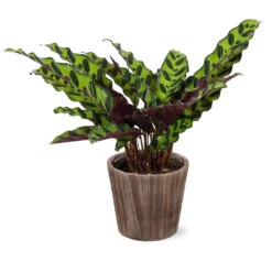 Calathea Rattlesnake With Decorative Pot 18 Calathea Rattlesnake With Decorative Pot -Fast Growing Trees 5IN Brown Wilson with Calathea Rattlesnake