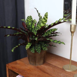 Calathea Rattlesnake With Decorative Pot 22 Calathea Rattlesnake With Decorative Pot -Fast Growing Trees 5IN Brown Wilson with Calathea Rattlesnake 5