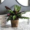 Calathea Rattlesnake With Decorative Pot 2 Calathea Rattlesnake With Decorative Pot -Fast Growing Trees 5IN Brown Wilson with Calathea Rattlesnake600x600