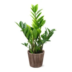 5-Inch ZZ Plant In Decorative Pot 10 5-Inch ZZ Plant In Decorative Pot -Fast Growing Trees 5IN Brown Wilson with ZZ d9618b4a 610c 4db9 824b 52b4d125a693