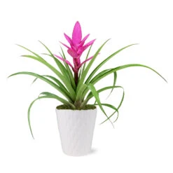 5-Inch Bromeliad In Decorative Pot 10 5-Inch Bromeliad In Decorative Pot -Fast Growing Trees 5IN Evi Pink Antonio Bromeliad with Moss Topping 1