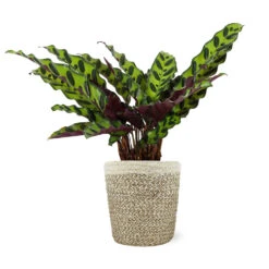 Calathea Rattlesnake With Decorative Pot 19 Calathea Rattlesnake With Decorative Pot -Fast Growing Trees 5IN Jute with Calathea Rattlesnake
