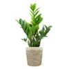 5-Inch ZZ Plant In Decorative Pot 1 5-Inch ZZ Plant In Decorative Pot -Fast Growing Trees 5IN Jute with ZZ 600x600 1