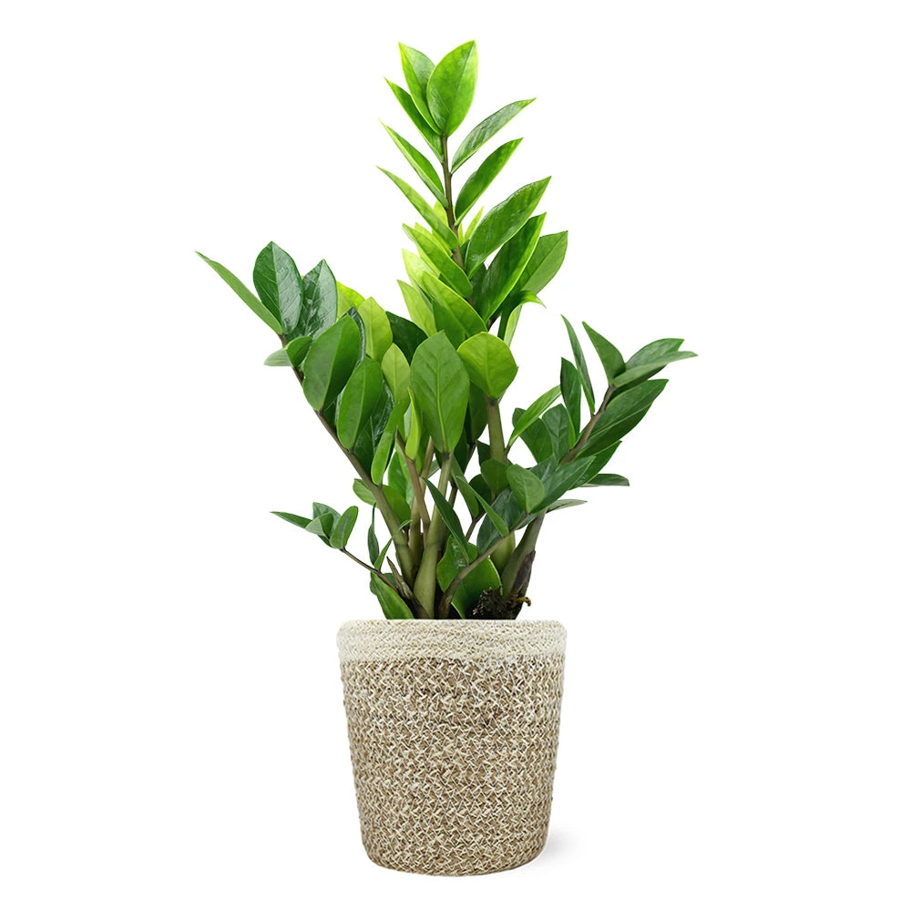 5-Inch ZZ Plant In Decorative Pot 7 5-Inch ZZ Plant In Decorative Pot - Image 5