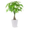 Money Tree In White Pot 1 Money Tree In White Pot -Fast Growing Trees 5 inch Savannah White Money Tree 600x600 4ee4d8c6 1d40 407a 8f49 cba22f672e39