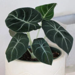 Alocasia Black Velvet 9 Alocasia Black Velvet -Fast Growing Trees ALocasia Black Velvet 7