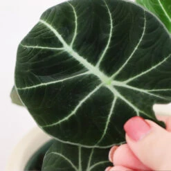 Alocasia Black Velvet 8 Alocasia Black Velvet -Fast Growing Trees ALocasia Black Velvet FGT 5