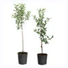 Apple Pollinator Pack 2 Apple Pollinator Pack -Fast Growing Trees APP RDE 34 5 APP GAL 34 5 600x600 214d0cc6 c1b9 4e4e 9275 3faf09e5b56e