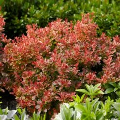 Admiration Barberry Shrub 8 Admiration Barberry Shrub -Fast Growing Trees Admiration Barberry 1