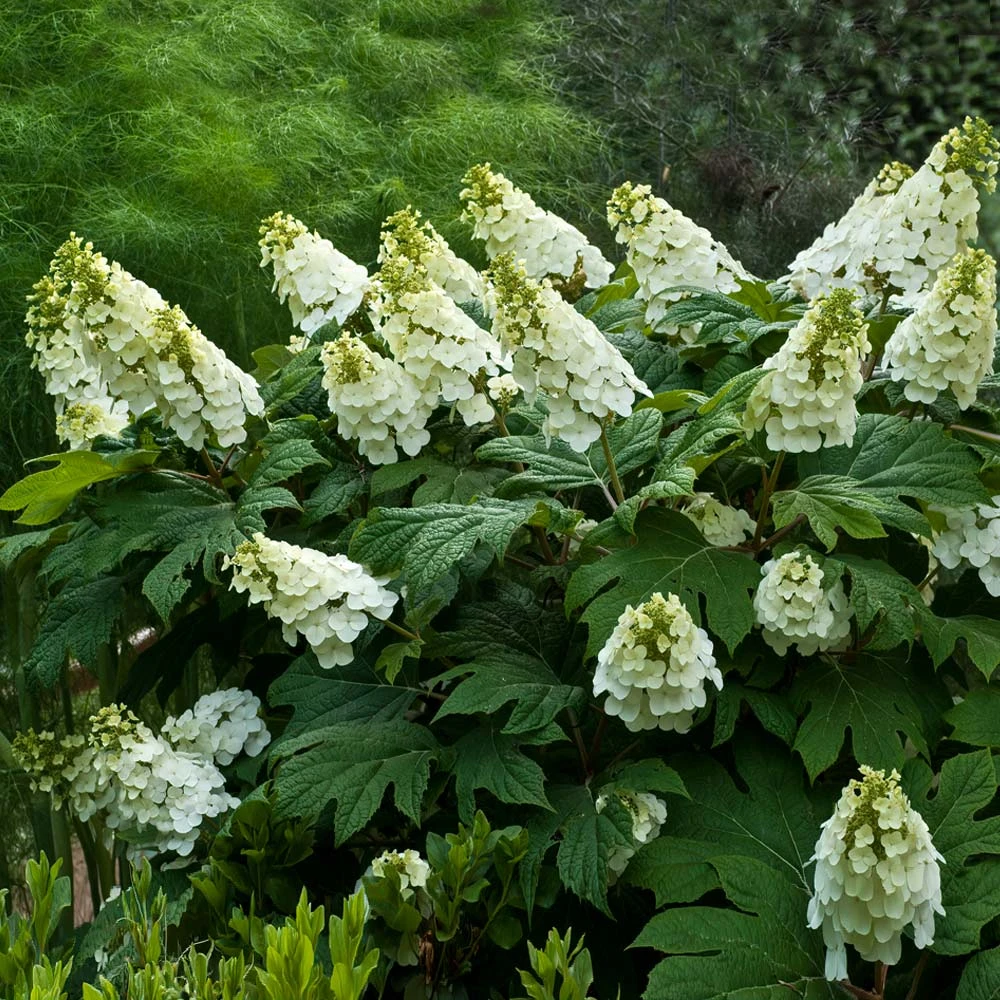 Alice Oakleaf Hydrangea 4 Alice Oakleaf Hydrangea - Image 2
