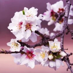 All-in-One Almond Tree 10 All-in-One Almond Tree -Fast Growing Trees All in One Almond 3 213f37af fac9 49c5 8a19 0aa42ca679e9