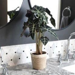 Alocasia Polly With Decorative Pot 15 Alocasia Polly With Decorative Pot -Fast Growing Trees Alocasia 2