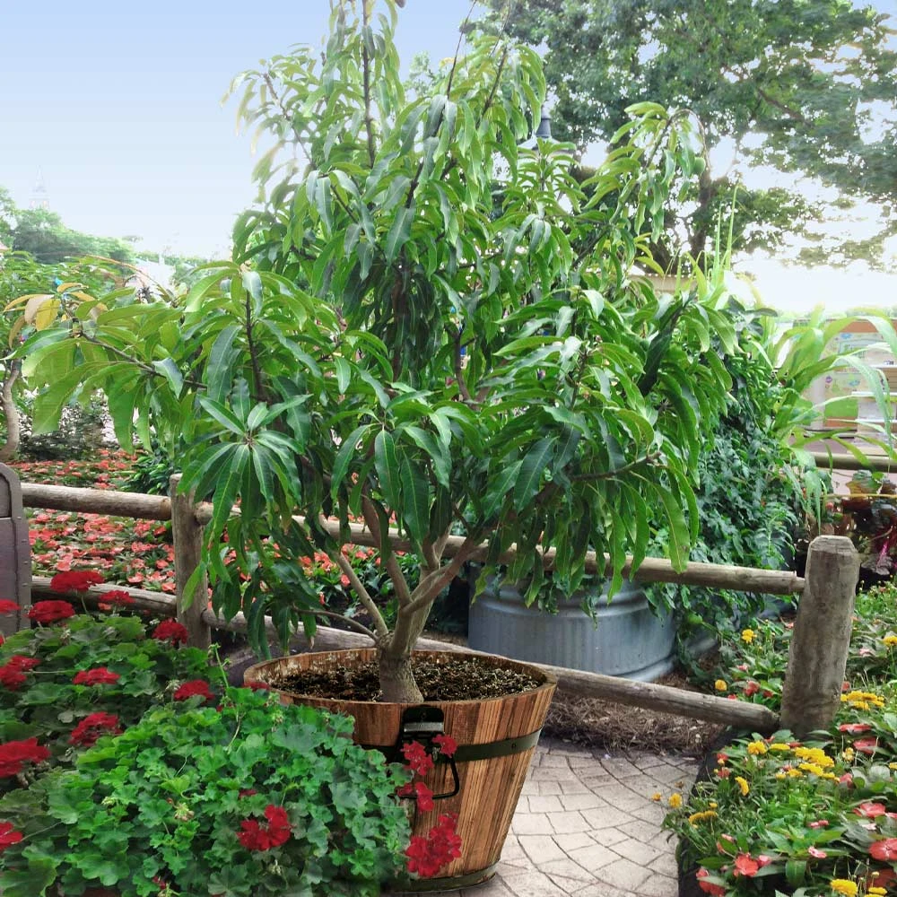 Alphonso Mango 4 Alphonso Mango - Image 3