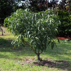 Alphonso Mango 13 Alphonso Mango -Fast Growing Trees Alphonso Mango 6 FGT