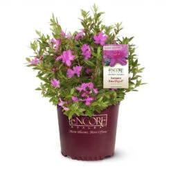 Autumn Amethyst® Encore® Azalea 7 Autumn Amethyst® Encore® Azalea -Fast Growing Trees Amathyst Encore Azalea 1