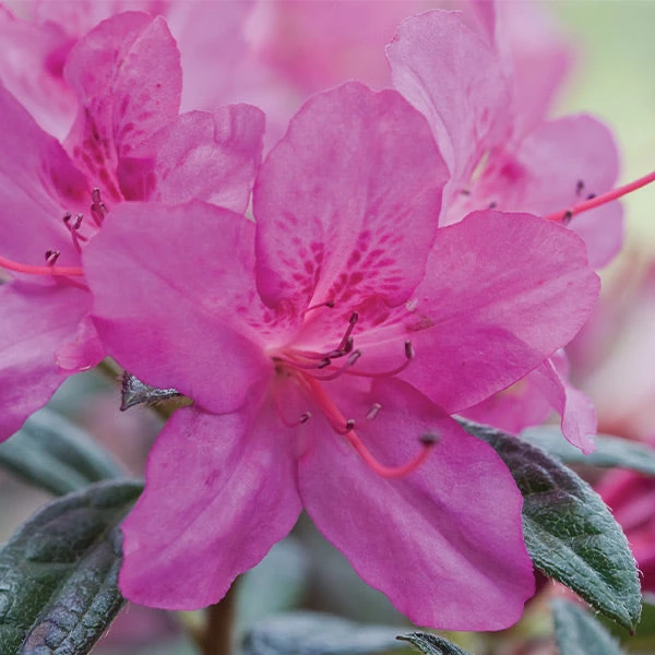 Autumn Amethyst® Encore® Azalea 3 Autumn Amethyst® Encore® Azalea