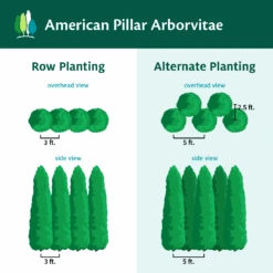 Full Speed A Hedge® American Pillar Arborvitae 15 Full Speed A Hedge® American Pillar Arborvitae -Fast Growing Trees AmericanPillarArborvitae