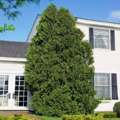 American Arborvitae 13 American Arborvitae -Fast Growing Trees American Arborvitae 6