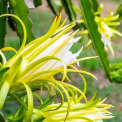 American Beauty Dragon Fruit 12 American Beauty Dragon Fruit -Fast Growing Trees American Beauty Dragon Friuit 3