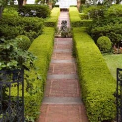 American Boxwood Shrub 13 American Boxwood Shrub -Fast Growing Trees American Boxwood 6 FGT