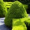 American Boxwood Shrub 1 American Boxwood Shrub -Fast Growing Trees American Boxwood FGT 600x600 b976cdb1 20b7 42ea 8427 cd442be88a38