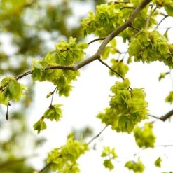 American Elm Tree 13 American Elm Tree -Fast Growing Trees American Elm Tree 8