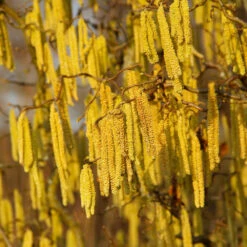 American Hazelnut Filbert 11 American Hazelnut Filbert -Fast Growing Trees American Hazelnut 2