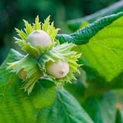 American Hazelnut Filbert 10 American Hazelnut Filbert -Fast Growing Trees American Hazelnut 5 FGT