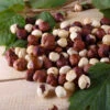 American Hazelnut Filbert 2 American Hazelnut Filbert -Fast Growing Trees American Hazelnut FGT 600x600 d015e01b c4d6 4c82 8311 7588dd611154