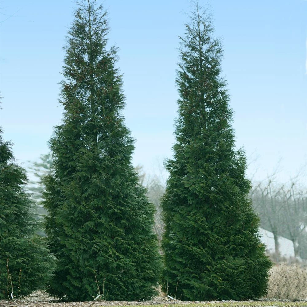 Full Speed A Hedge® American Pillar Arborvitae 5 Full Speed A Hedge® American Pillar Arborvitae - Image 3