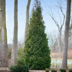 Full Speed A Hedge® American Pillar Arborvitae 12 Full Speed A Hedge® American Pillar Arborvitae -Fast Growing Trees American Pillar Arborvitae 2