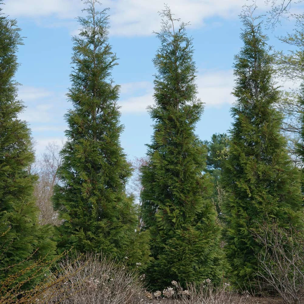Full Speed A Hedge® American Pillar Arborvitae 7 Full Speed A Hedge® American Pillar Arborvitae - Image 5