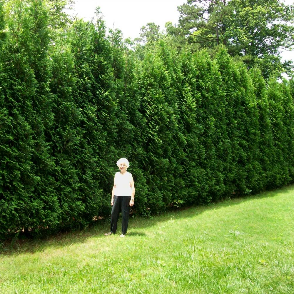 Full Speed A Hedge® American Pillar Arborvitae 4 Full Speed A Hedge® American Pillar Arborvitae - Image 2