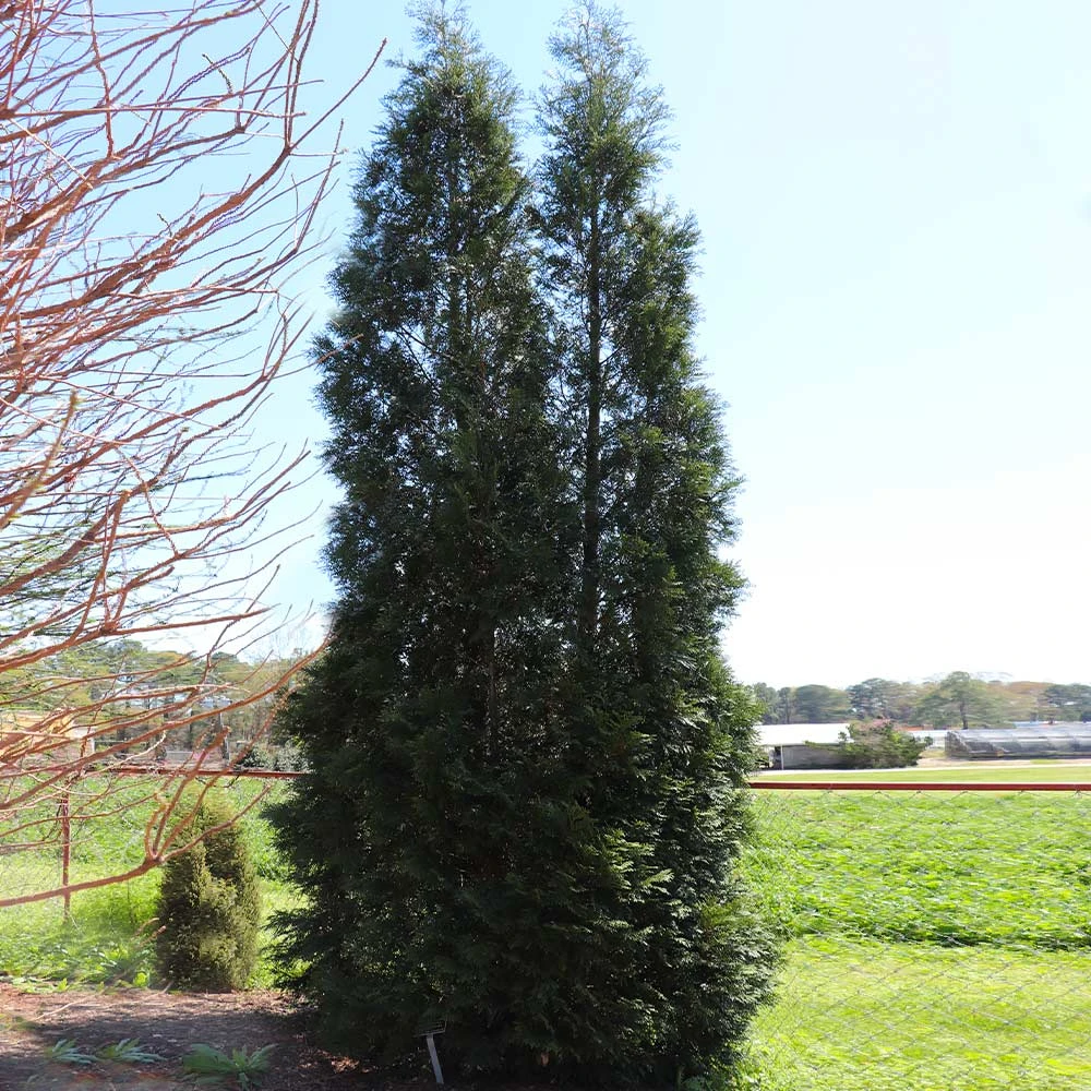Full Speed A Hedge® American Pillar Arborvitae 8 Full Speed A Hedge® American Pillar Arborvitae - Image 6