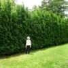 Full Speed A Hedge® American Pillar Arborvitae 2 Full Speed A Hedge® American Pillar Arborvitae -Fast Growing Trees American Pillar Arborvitae 600x600 15bd0c00 a879 48d7 a20e 597115f67062