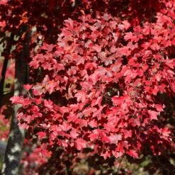 American Red Maple Tree 8 American Red Maple Tree -Fast Growing Trees American Red Maple
