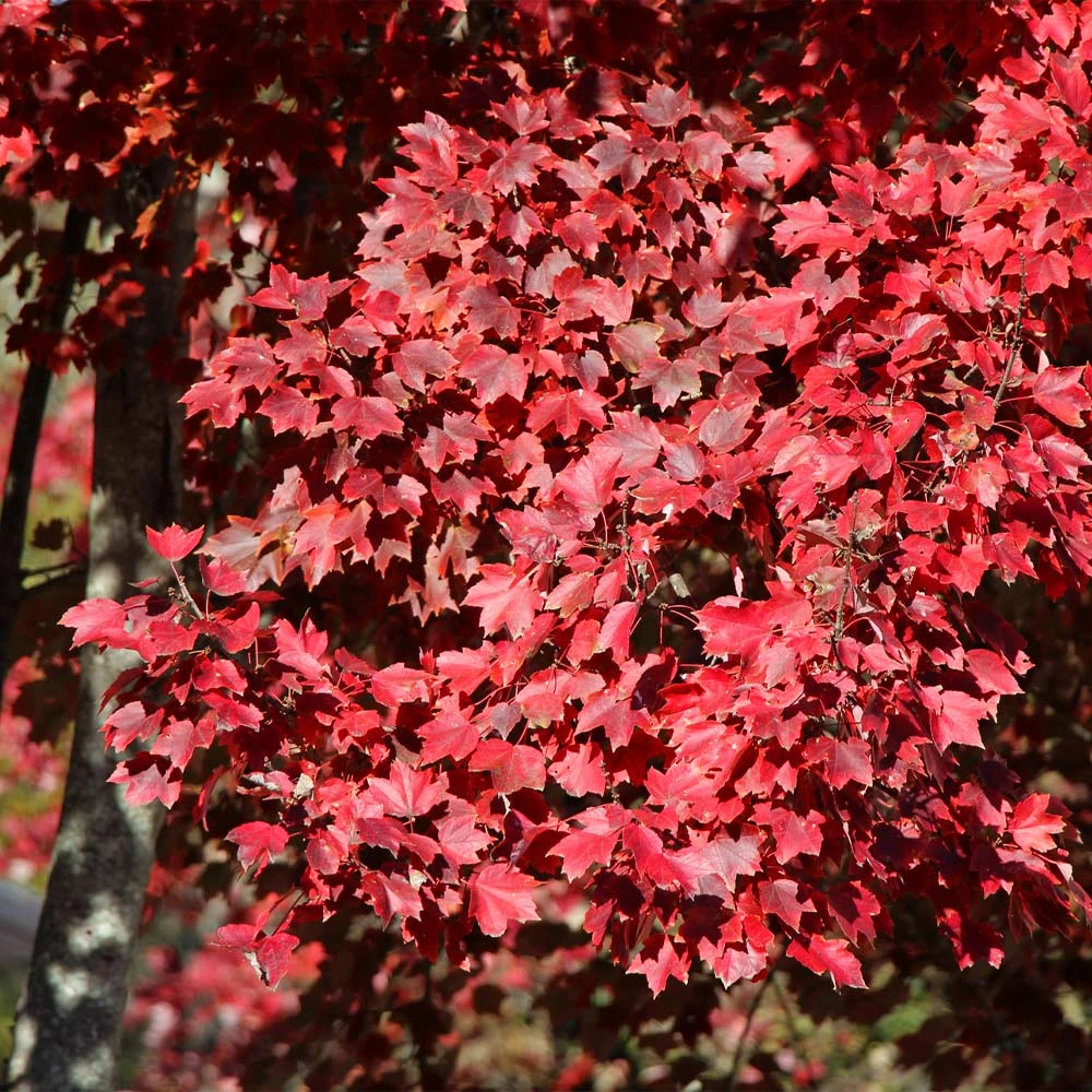 American Red Maple Tree 5 American Red Maple Tree - Image 3