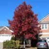 American Red Maple Tree 1 American Red Maple Tree -Fast Growing Trees American Red Maple FGT 600x600 492d9cf8 88f9 4386 a55f fc705add88cf