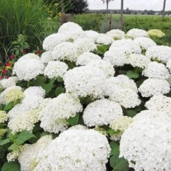 Annabelle Hydrangea Shrub 9 Annabelle Hydrangea Shrub -Fast Growing Trees Annabelle Hydrangea 1 FGT