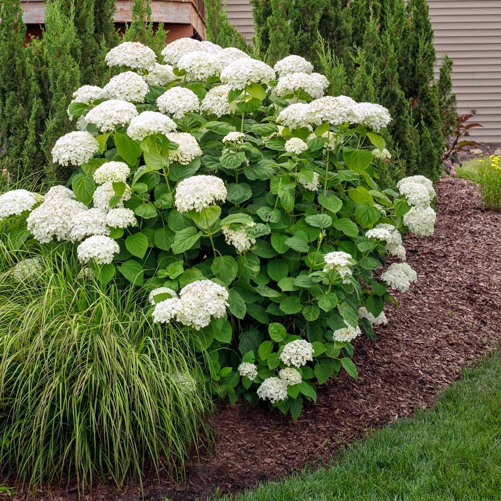 Annabelle Hydrangea Shrub 4 Annabelle Hydrangea Shrub - Image 2