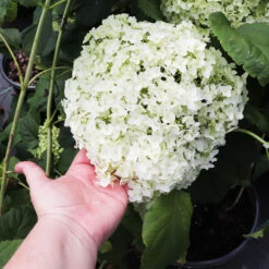 Annabelle Hydrangea Shrub 10 Annabelle Hydrangea Shrub -Fast Growing Trees Annabelle Hydrangea 3