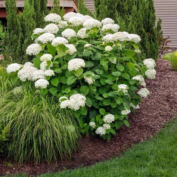 Annabelle Hydrangea Shrub 3 Annabelle Hydrangea Shrub