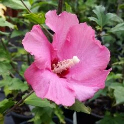 Aphrodite Rose Of Sharon Althea Shrub 8 Aphrodite Rose Of Sharon Althea Shrub -Fast Growing Trees Aphrodite Rose of Sharon 1