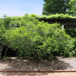 Apollo Winterberry Holly Shrub 7 Apollo Winterberry Holly Shrub -Fast Growing Trees Apollo WInterberry 2