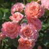 Apricot Drift® Rose 2 Apricot Drift® Rose -Fast Growing Trees Apricot Drift Rose 600x600 b21d2c85 ec69 480e 8ebc bc87daa7cd1c